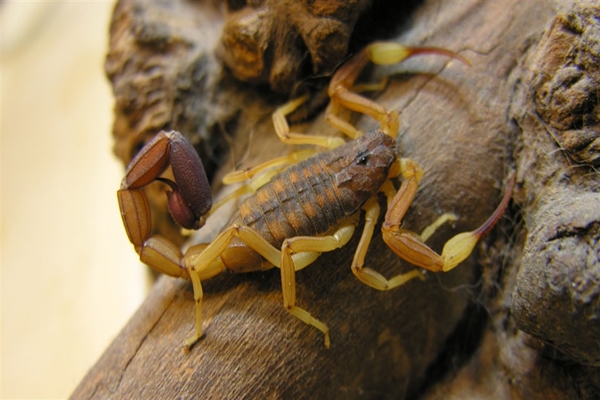 HABITAT DE LOS ALACRANES